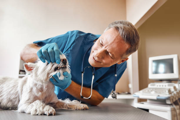 Best 24-Hour Emergency Dentist in Clearview, WA